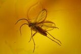 Two Fossil Flies (Diptera) In Baltic Amber #170074-3